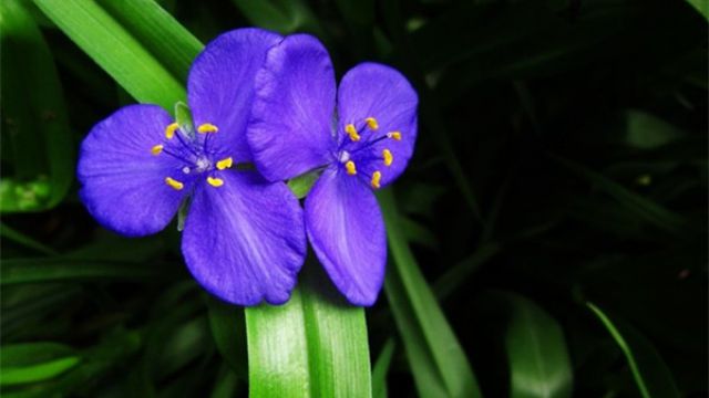 紫露草的花语和传说(紫露草介绍)