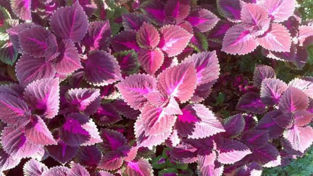 植物紫苏怎样种植