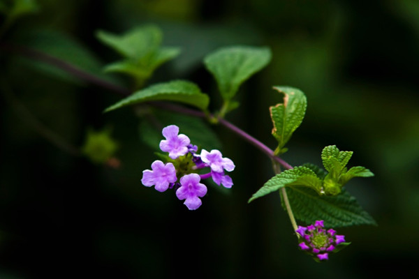 香水草什么时候开花(香草香水)