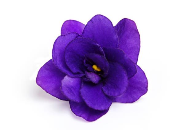 紫罗兰叶片能栽培吗叶片扦插方法简单生根快(紫罗兰的叶插繁殖)
