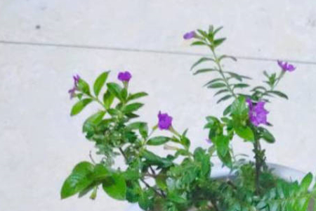 紫萼距花怎么养