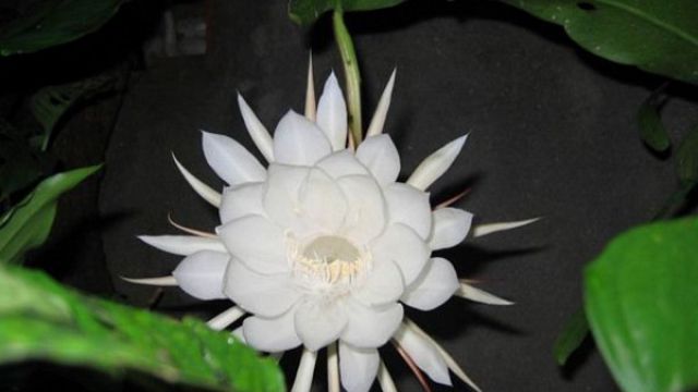 昙花如何修剪枝条