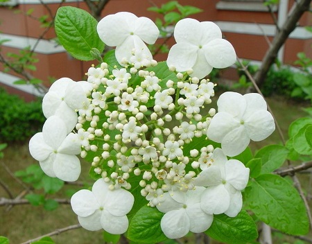 琼花怎么施肥(盆栽琼花养护方法)