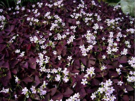 紫叶酢浆草怎么养繁殖旺盛