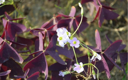 紫叶酢浆草怎么养繁殖旺盛