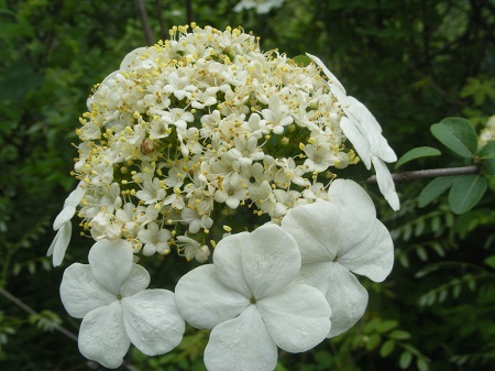 盆栽琼花养护方法