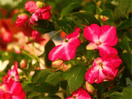 这些花不仅颜值高而且还能帮你美容养颜英文