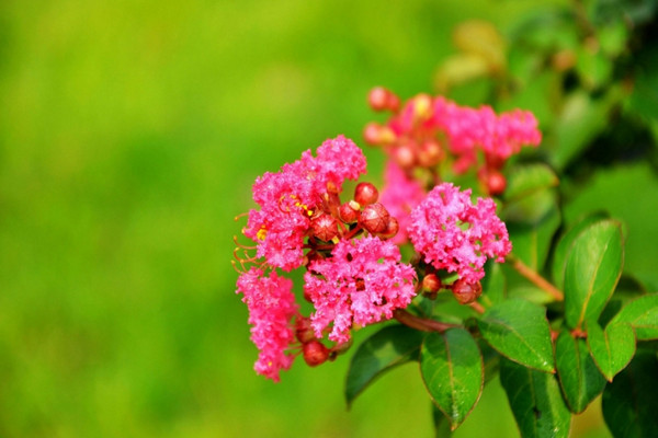 紫薇花的花语及传说(紫薇花花语和寓意)