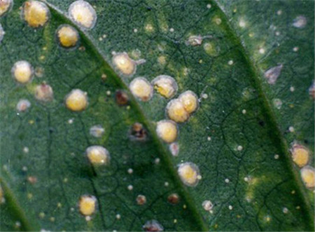 红花石斛生虫了怎么办常见虫害及防治方法视频