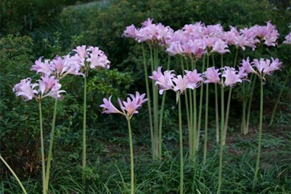 换锦花有什么价值(换锦花别名)