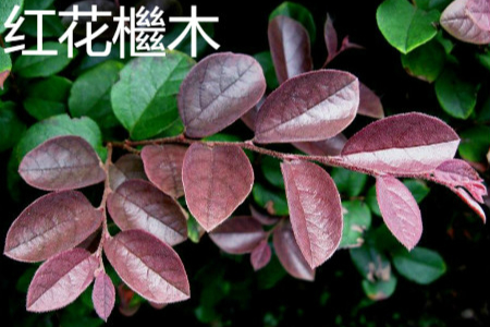 紫叶小檗与红叶石楠的区别
