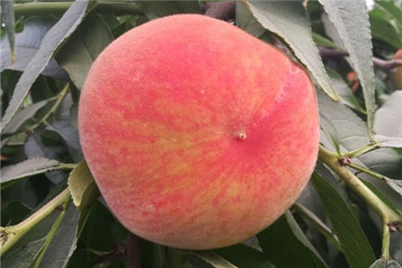 水蜜桃的种植与管理方法视频