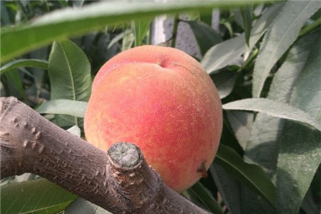 水蜜桃的种植与管理方法视频