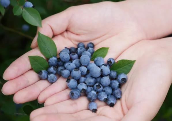 蓝莓是热性的还是凉性的水果