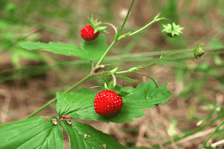 草莓对水质的要求