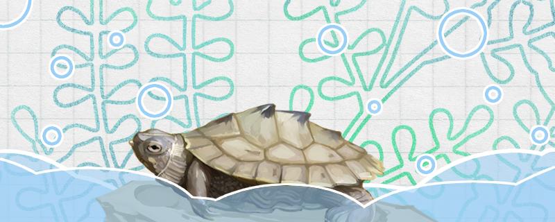 地图龟能长多少厘米