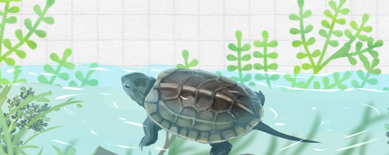 草龟是水龟还是半水龟用多深的水养合适(草龟算水龟还是半水)