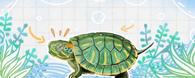 巴西龟和巴西红耳龟有什么区别红耳龟和黄耳龟有什么区别(巴西红耳龟可以一起养吗)