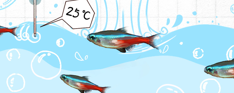 红绿灯鱼是热带鱼吗温度多少合适(红绿灯鱼是热带鱼么)