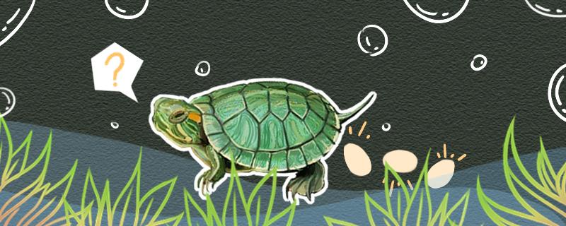 巴西龟一般生几个蛋产蛋需要准备什么(巴西龟一次产卵几枚)