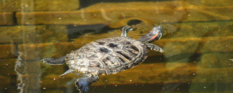 养乌龟放多少水乌龟对水有什么要求(乌龟养放多少水图)