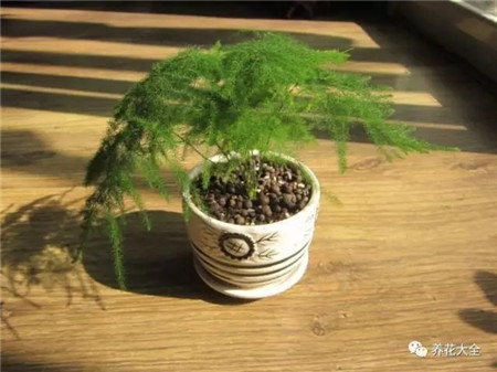 植物 风水