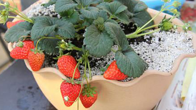 草莓种子怎么种的