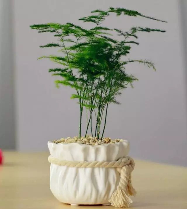 现在这个季节能给花卉施肥吗