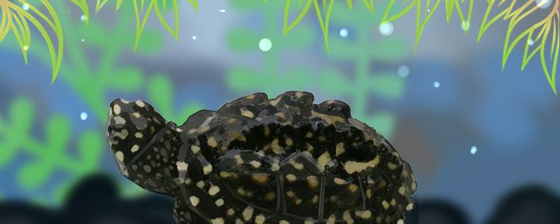 斑点池龟可以深水养吗应该怎么养(斑点池龟可以深水养吗应该怎么养好)