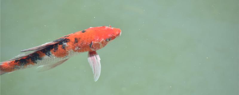 锦鲤鱼池里放盐的比例